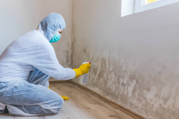Licensed Mold Remediation service in Fairfield, PA - WQB Mold Removal
